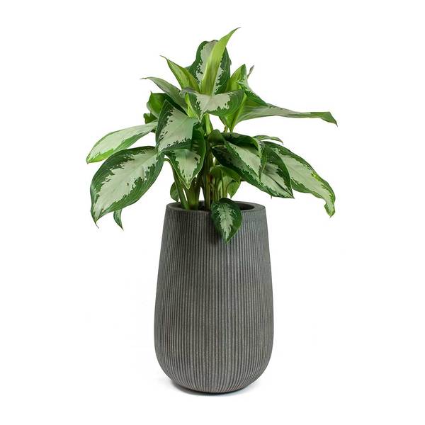 Aglaonema-Diamond-Bay-Chinese-Evergreen-Patt-High-Plant-Vase-Ridged-Dark-Grey_600x